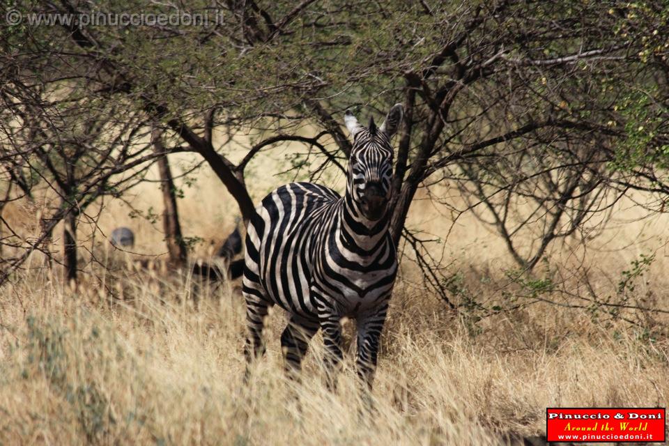 Ethiopia - Netch Sar Park - 08 - Zebra.jpg